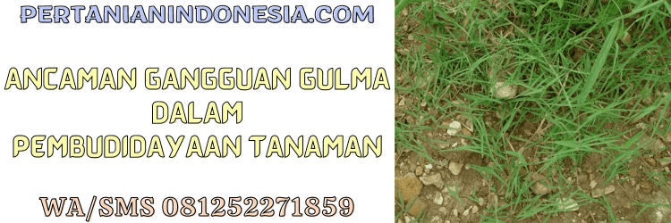 ancaman,gangguan,gulma,budidaya,tanaman,pertanian indonesia